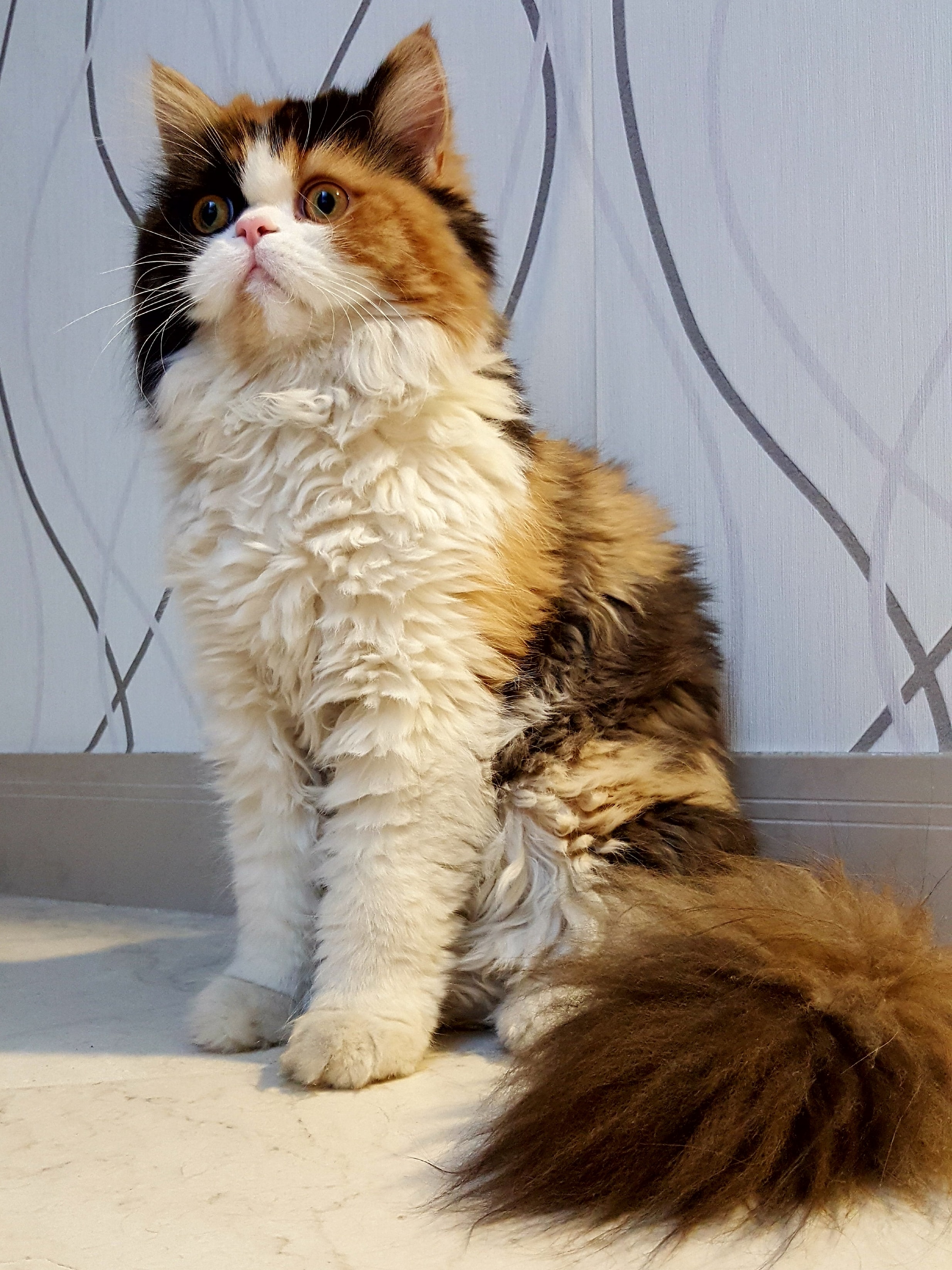 Um gato persa de cor laranja, preto e marrom.