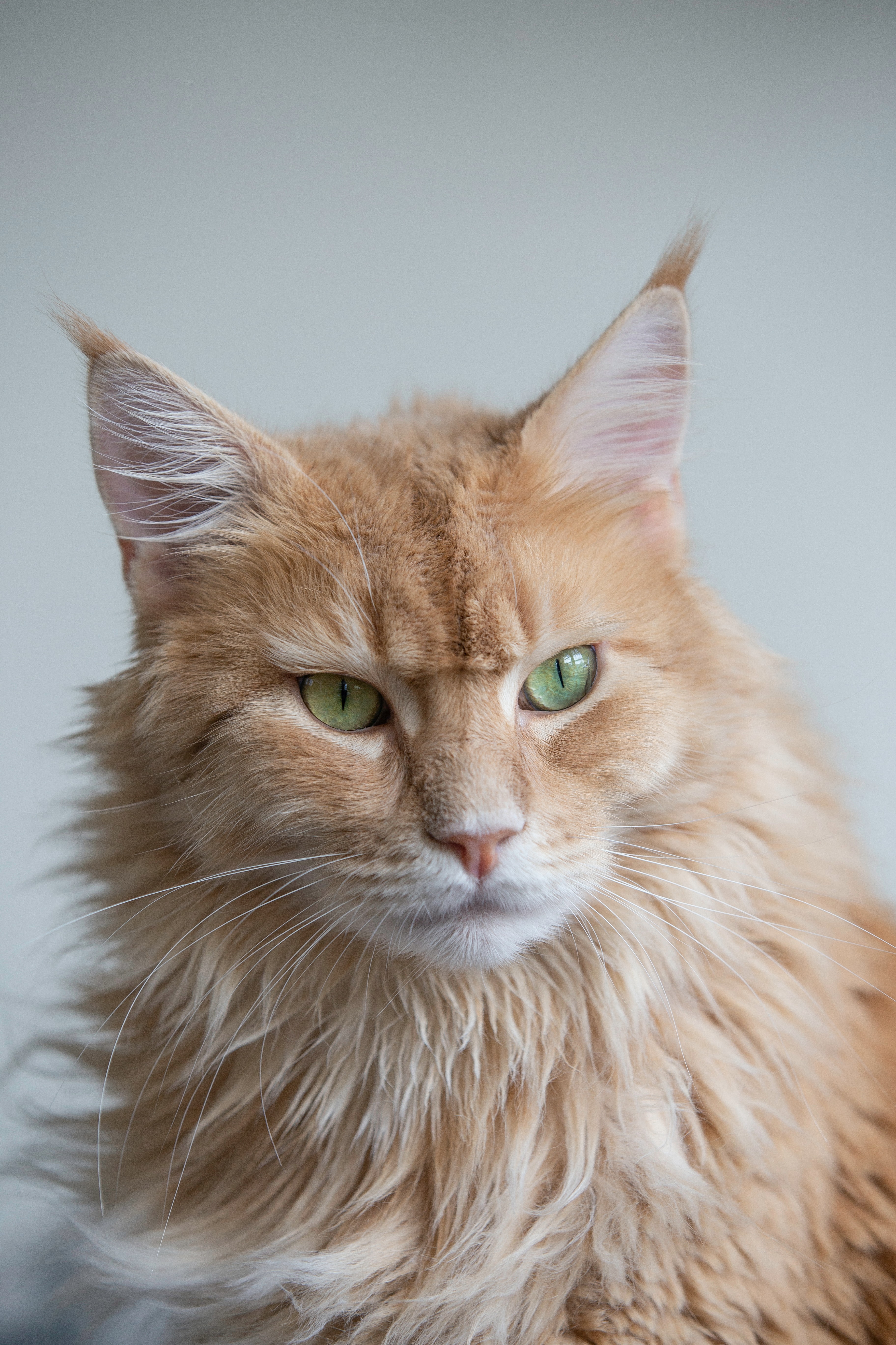 Um gato Maine Coon de pelagem laranja e olhos verdes.
