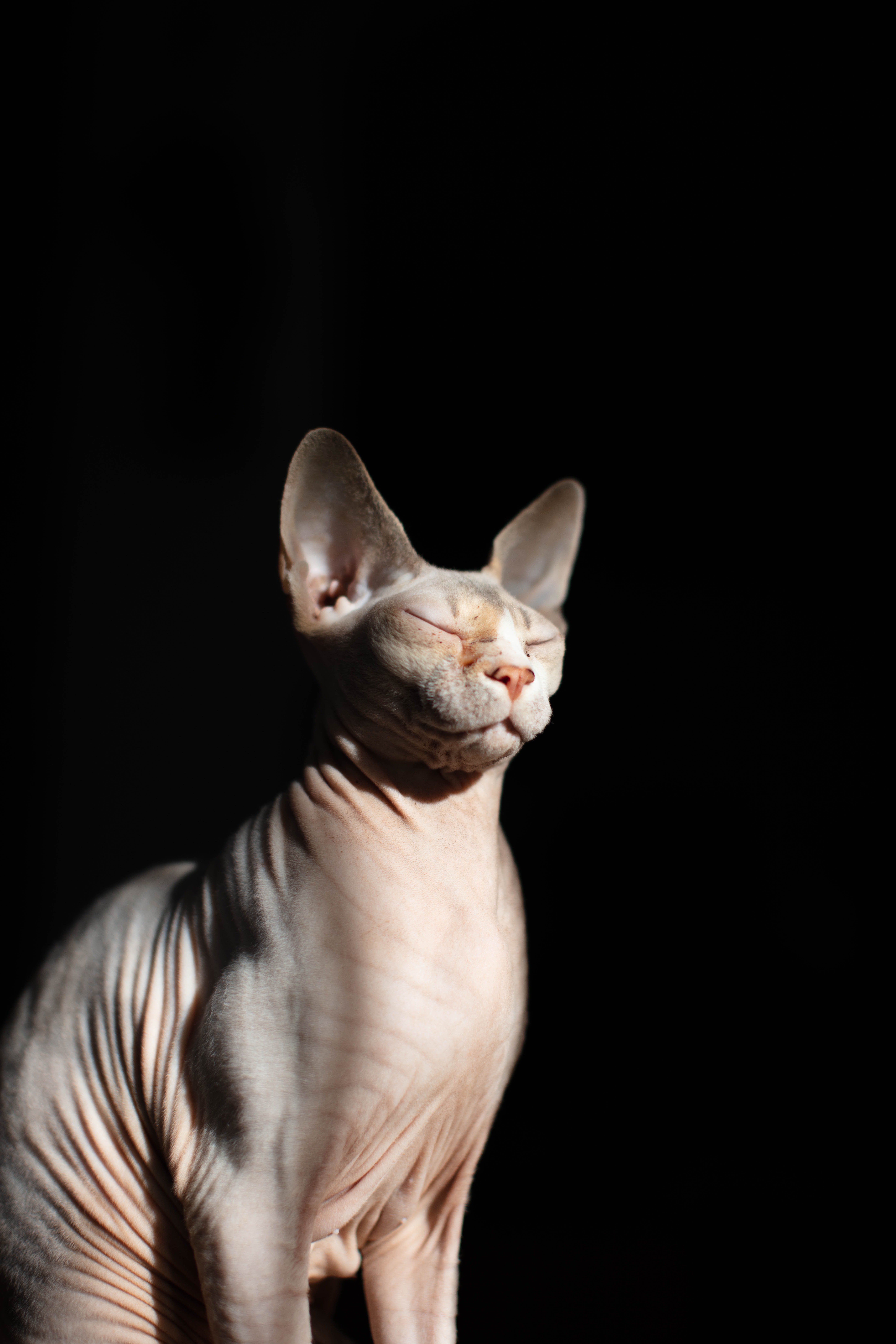 Um gato Sphynx sem pelos, cor clara de olhos fechados.
