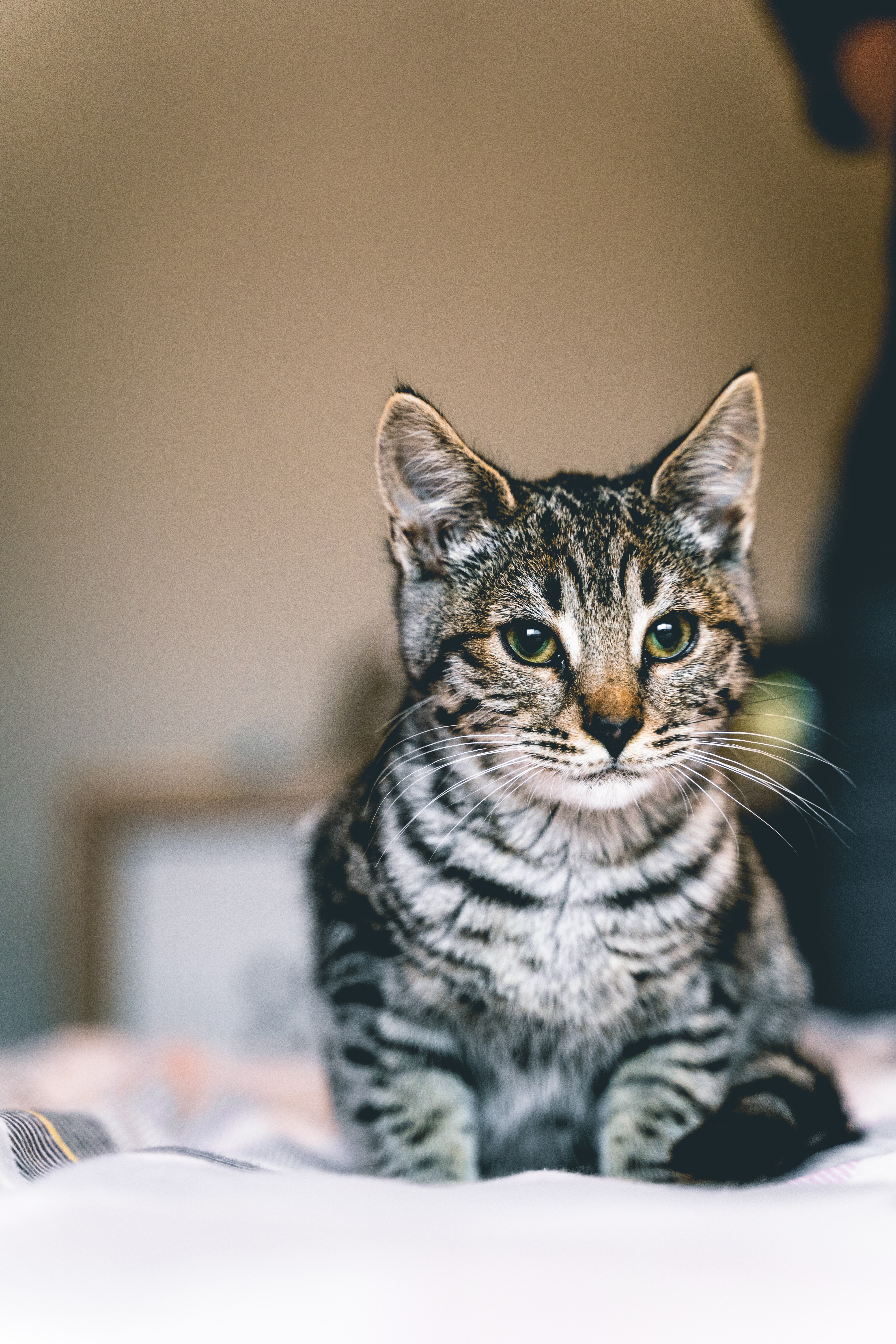 Um gato Ashera de cor acinzentada com listras pretas e olho verde.