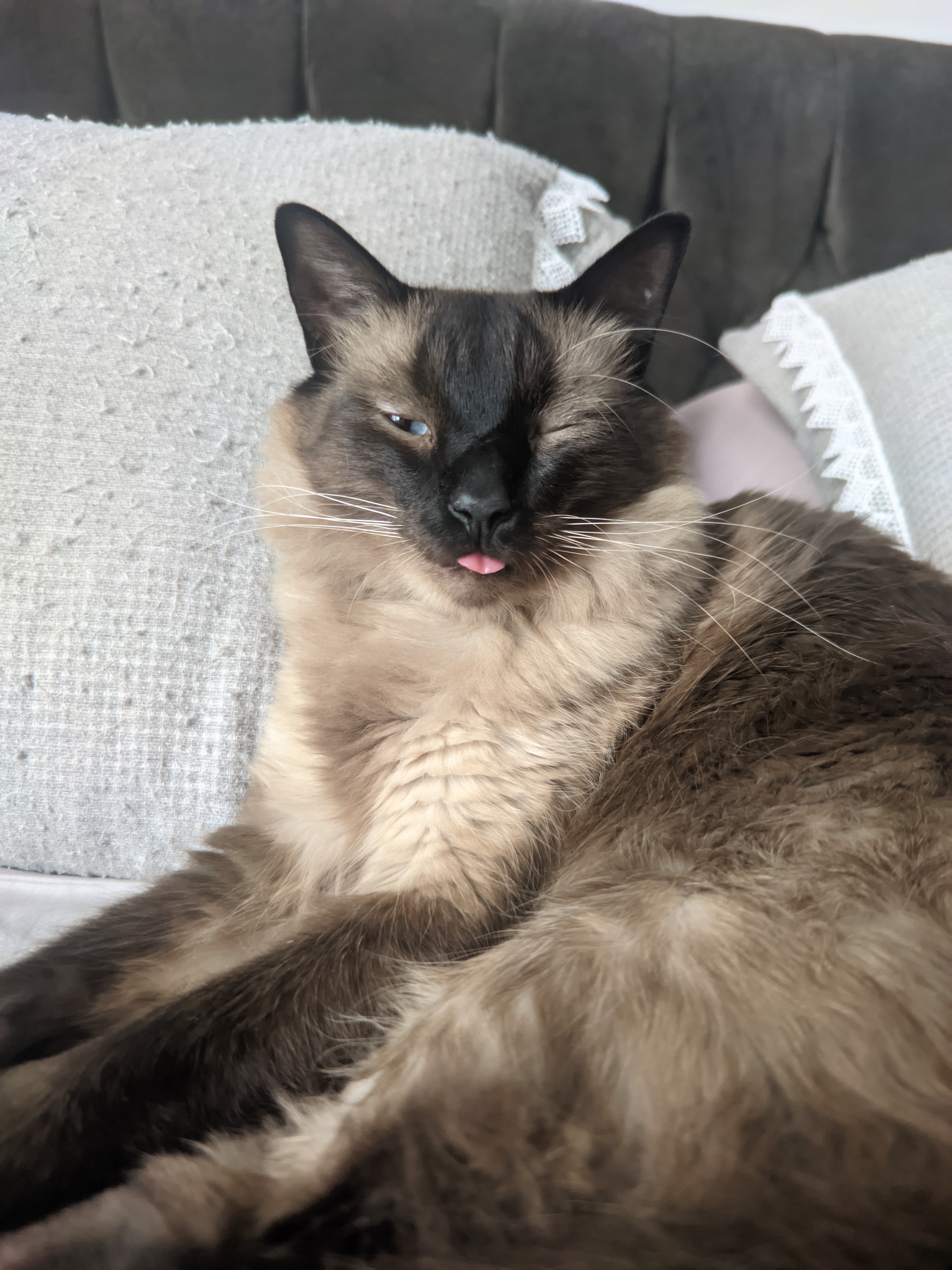 Um gato viralata siamês marrom claro e escuro chamado Sushi.